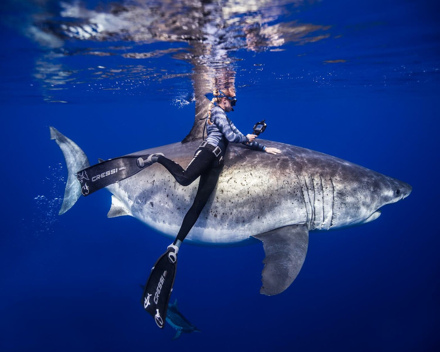 Kayleigh Grant diving with the great white shark.